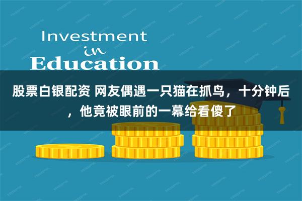 股票白银配资 网友偶遇一只猫在抓鸟，十分钟后，他竟被眼前的一幕给看傻了