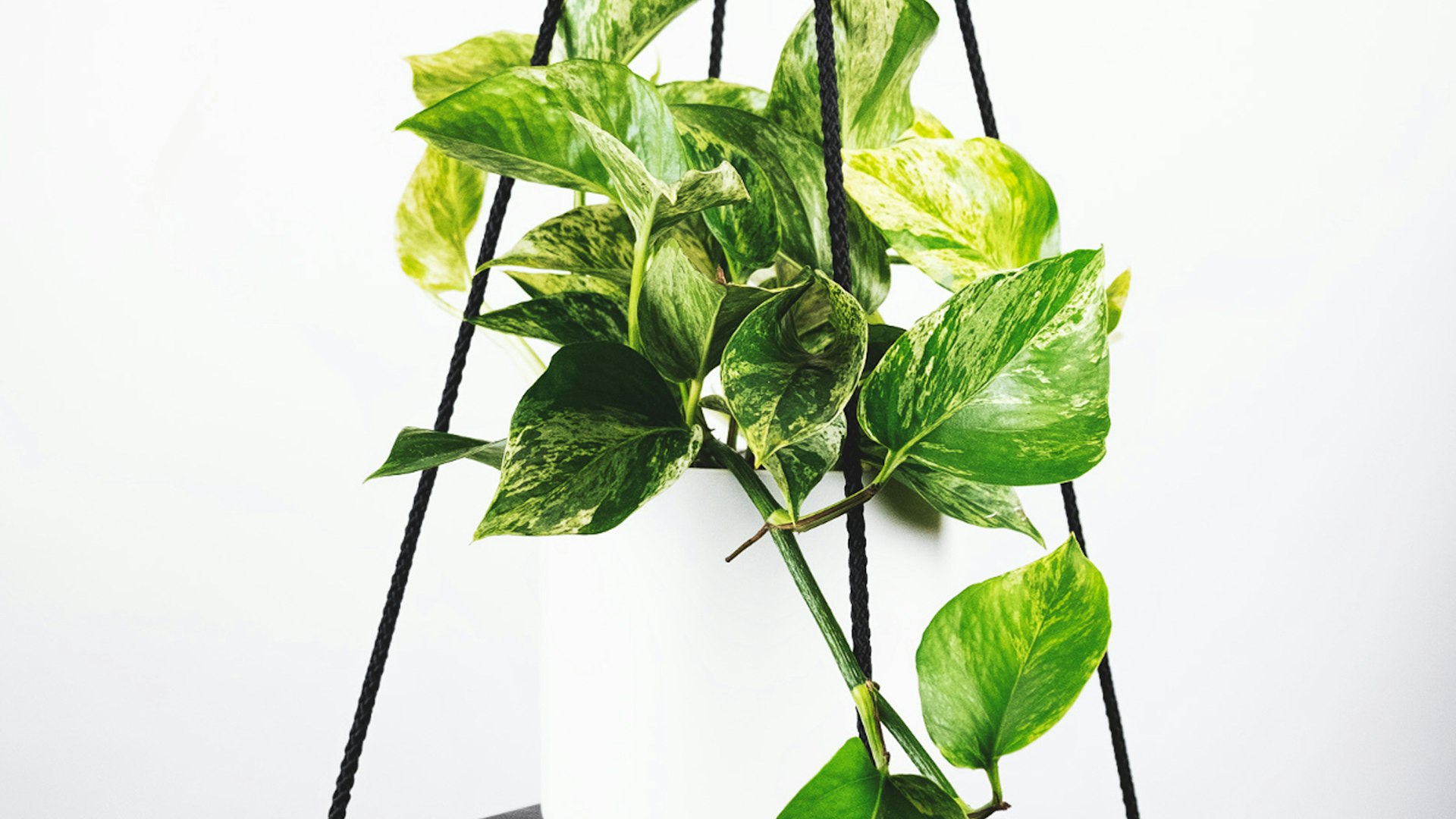 2026世界杯主题横幅 - 绿茵场上足球运动员庆祝进球的激动瞬间